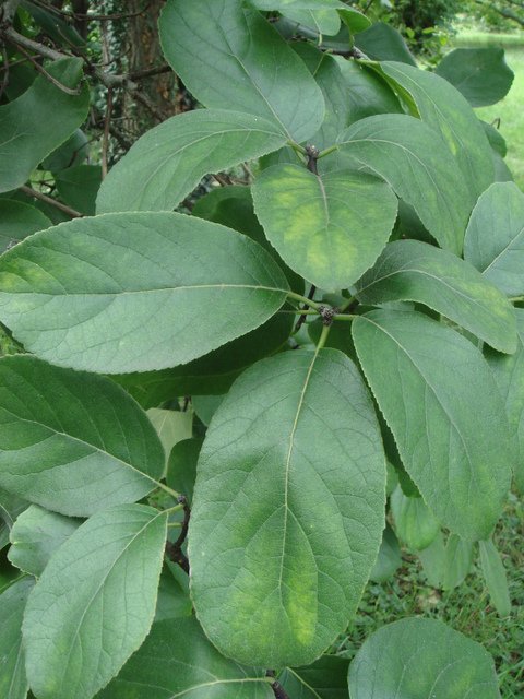 Ehretia dicksonii feuille